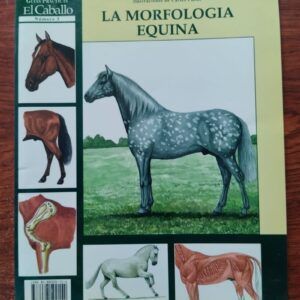 La morfología equina, de Pilar Massaguer