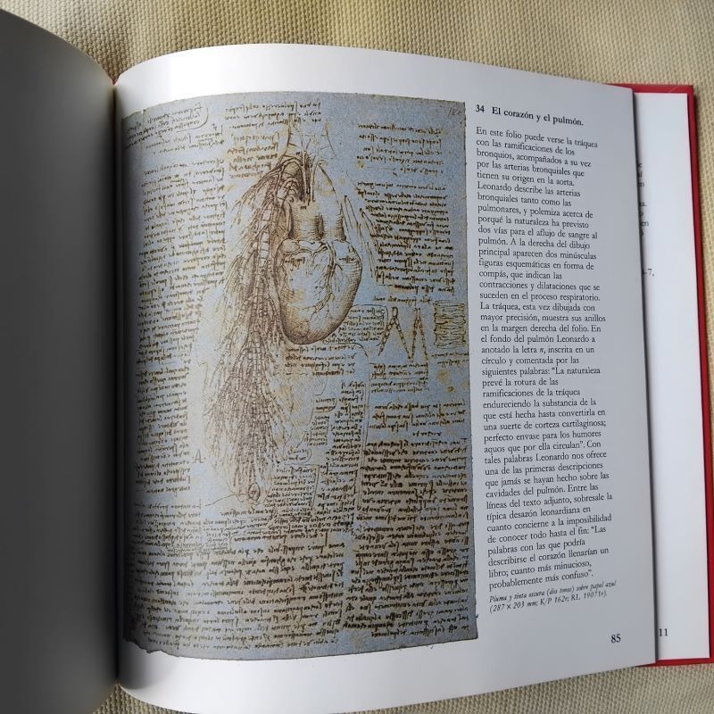 Diseños anatómicos de Leonardo da Vinci - Imagen 2